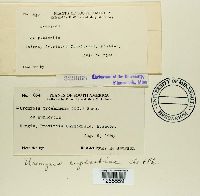 Uromyces euphorbiae image