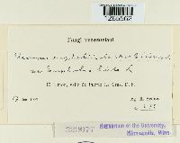 Uromyces euphorbiae image