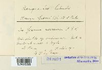 Uromyces geranii image