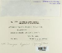 Uromyces hyperici image