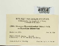 Uromyces hyperici image