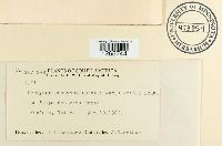 Uromyces pencanus image