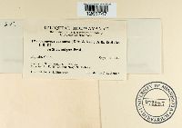 Uromyces pencanus image