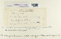 Uromyces pencanus image