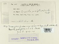 Uromyces pencanus image