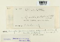 Uromyces pencanus image