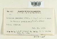 Uromyces pencanus image