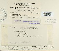 Uromyces pencanus image