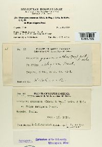 Uromyces pencanus image