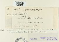 Uromyces pencanus image