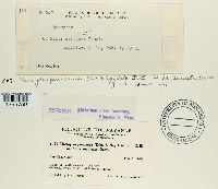 Uromyces pencanus image