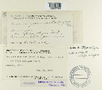 Uromyces pencanus image