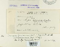 Uromyces pencanus image