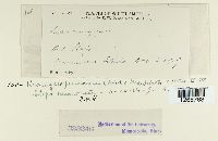 Uromyces pencanus image