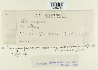 Uromyces pencanus image