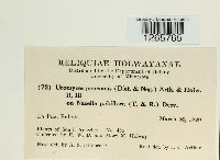 Uromyces pencanus image