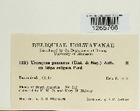 Uromyces pencanus image