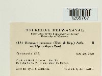 Uromyces pencanus image