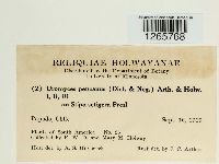 Uromyces pencanus image