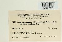 Uromyces pencanus image