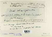 Uromyces appendiculatus image