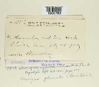 Uromyces appendiculatus image