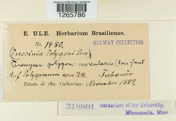 Uromyces polygoni-avicularis image