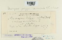 Uromyces polygoni-avicularis image