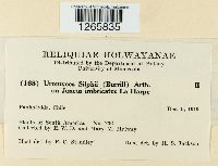 Uromyces silphii image