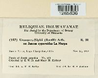 Uromyces silphii image