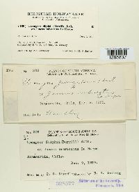 Uromyces silphii image