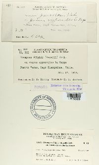 Uromyces silphii image