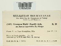 Uromyces silphii image