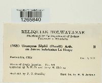 Uromyces silphii image