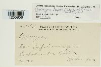 Uromyces trifolii image