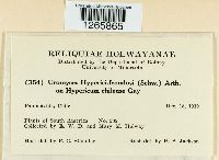 Uromyces triquetrus image