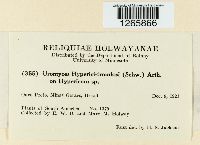 Uromyces triquetrus image