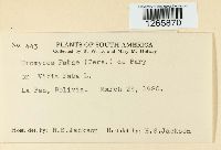 Uromyces viciae-fabae image