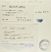 Uromyces viciae-fabae image