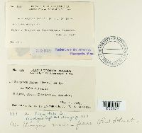 Uromyces viciae-fabae image