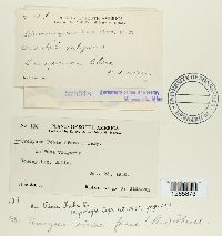 Uromyces viciae-fabae image