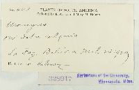 Uromyces viciae-fabae image