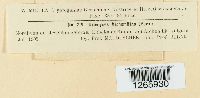 thumbnail image of current specimen