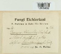 Trachyspora intrusa image