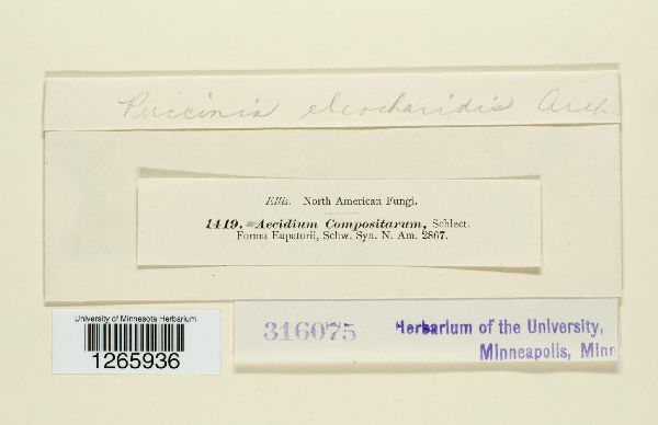 Puccinia eleocharidis image