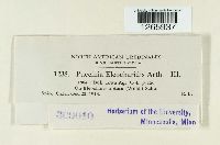 Puccinia eleocharidis image