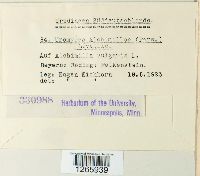 Trachyspora intrusa image