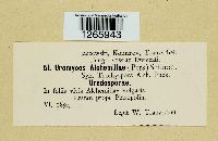 Trachyspora intrusa image