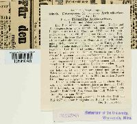 Uromyces polygoni-avicularis image