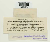 Uromyces polygoni-avicularis image